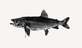 Limited run Mackinaw (Lake Trout)