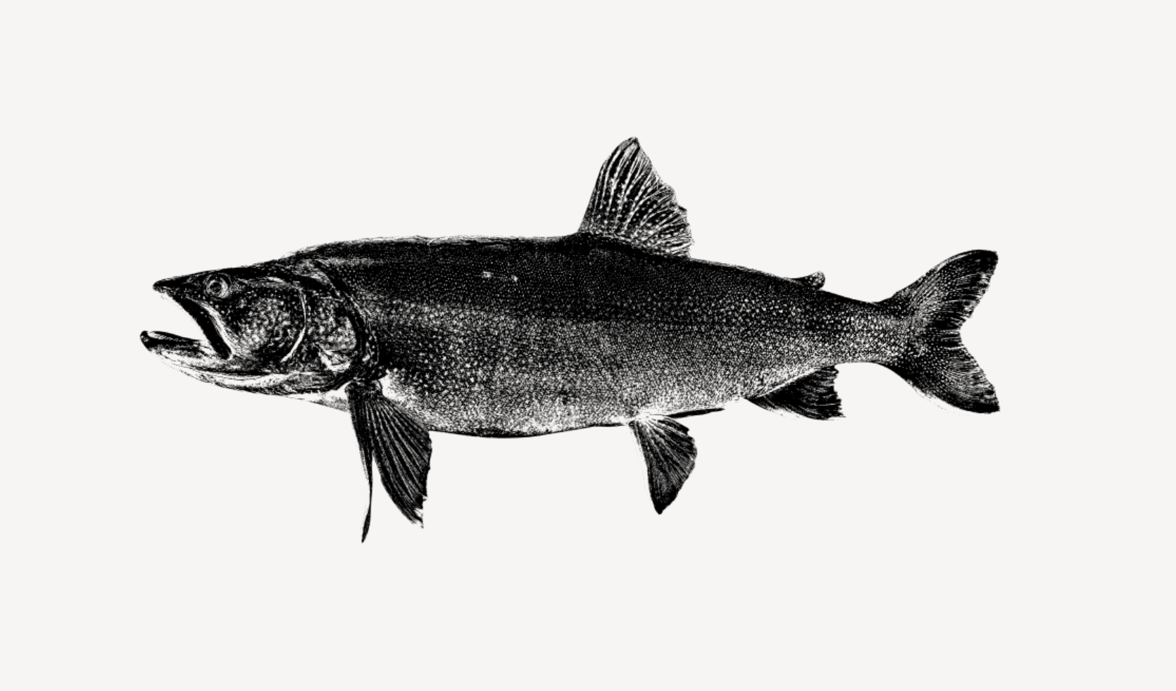 Limited run Mackinaw (Lake Trout)