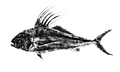 Limited run Roosterfish