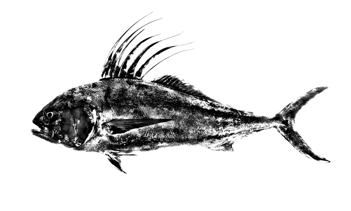 Limited run Roosterfish