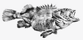 Limited run Yelloweye Rockfish