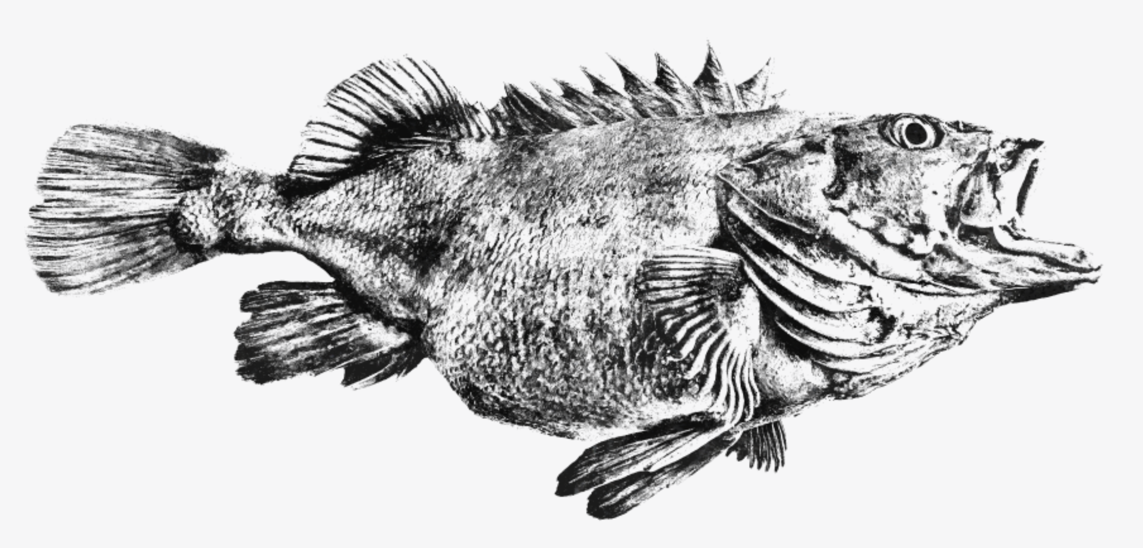 Limited run Yelloweye Rockfish