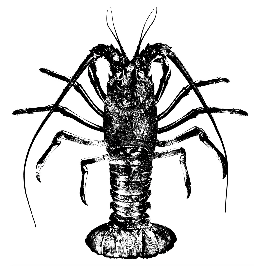 Limited run California Spiny Lobster