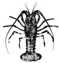 Limited run California Spiny Lobster